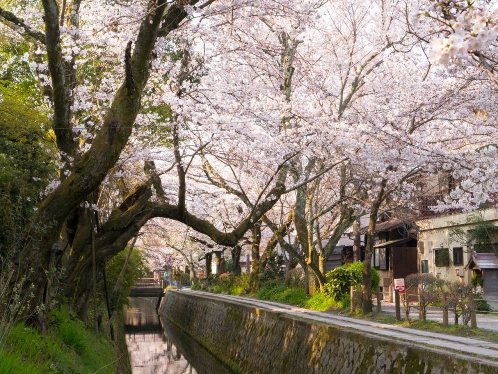 [2020] Top 5 best places to see Cherry blossoms in Kyoto