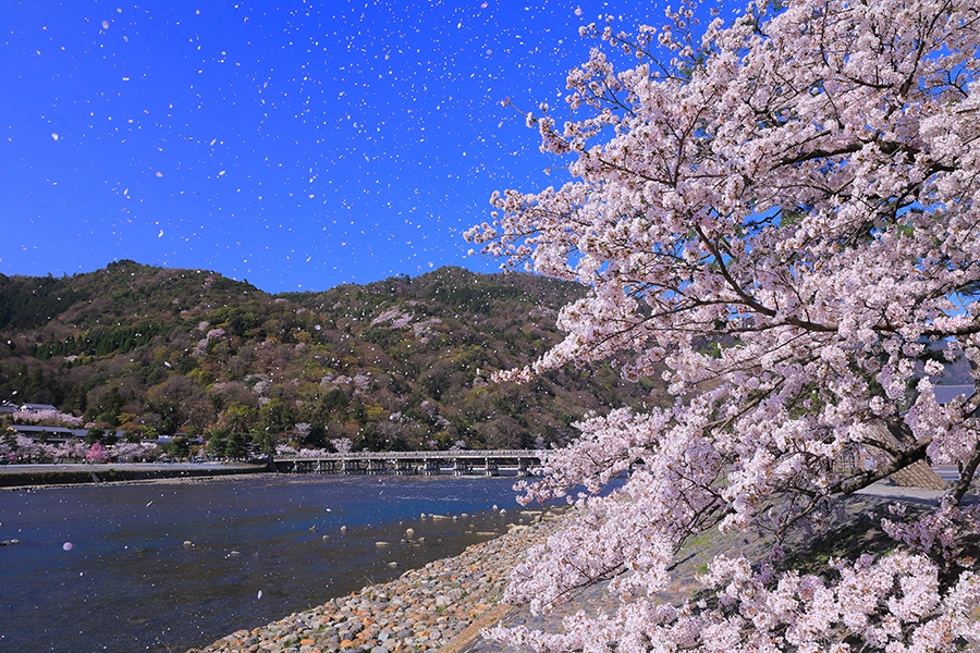 [2020] Top 5 best places to see Cherry blossoms in Kyoto