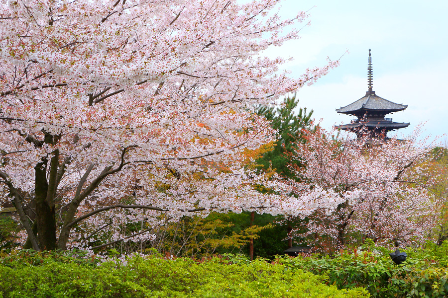 [2020] Top 5 best places to see Cherry blossoms in Kyoto